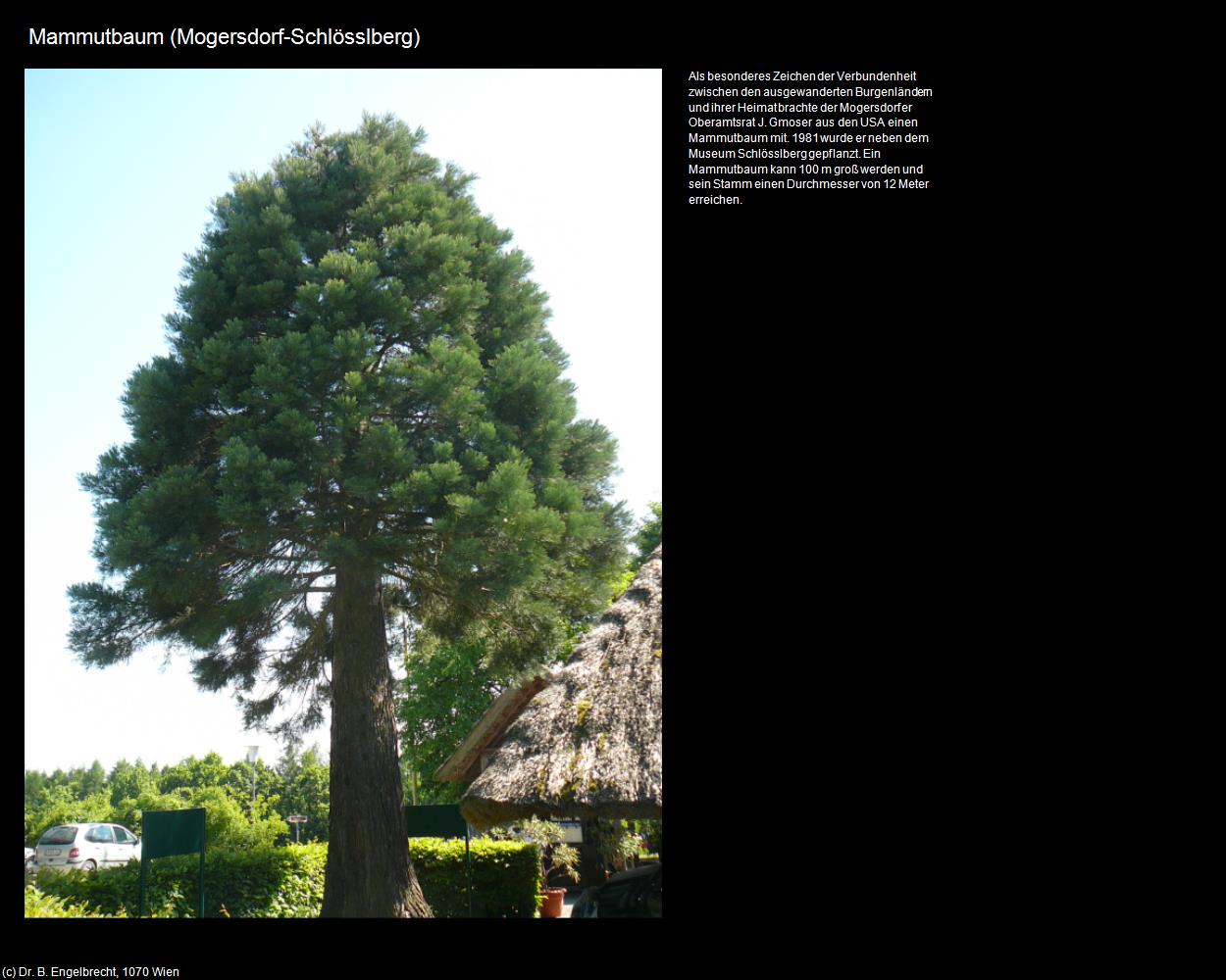 Mammutbaum (Mogersdorf) in Kulturatlas-BURGENLAND
