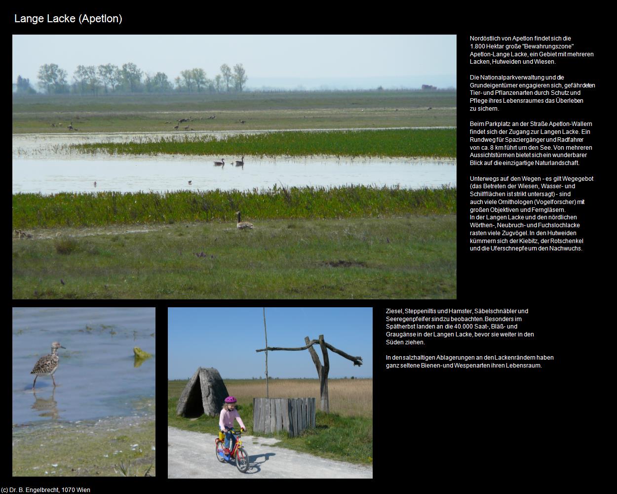 Lange Lacke (Apetlon) in Kulturatlas-BURGENLAND