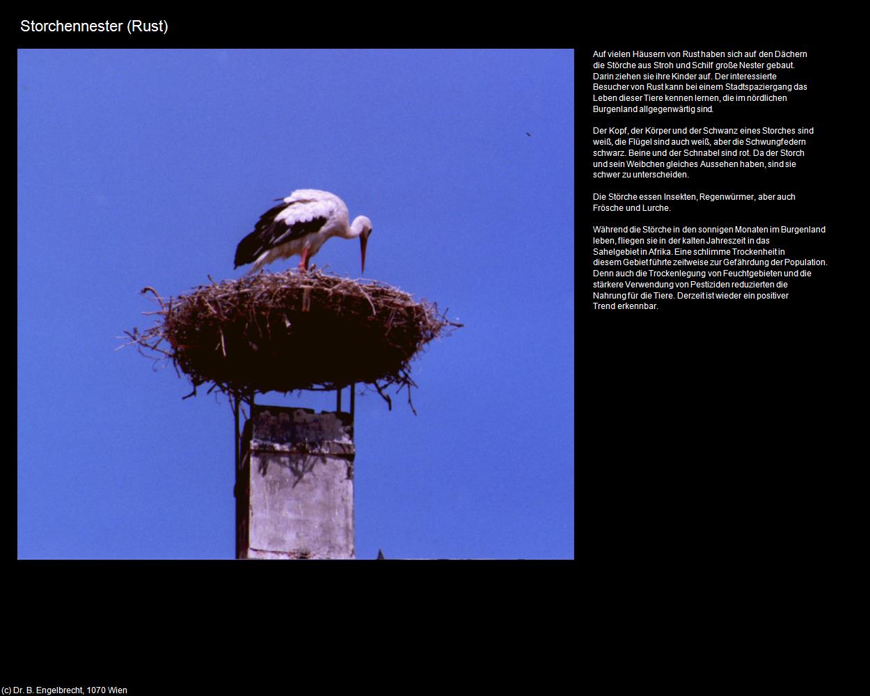 Storchennester (Rust) in Kulturatlas-BURGENLAND