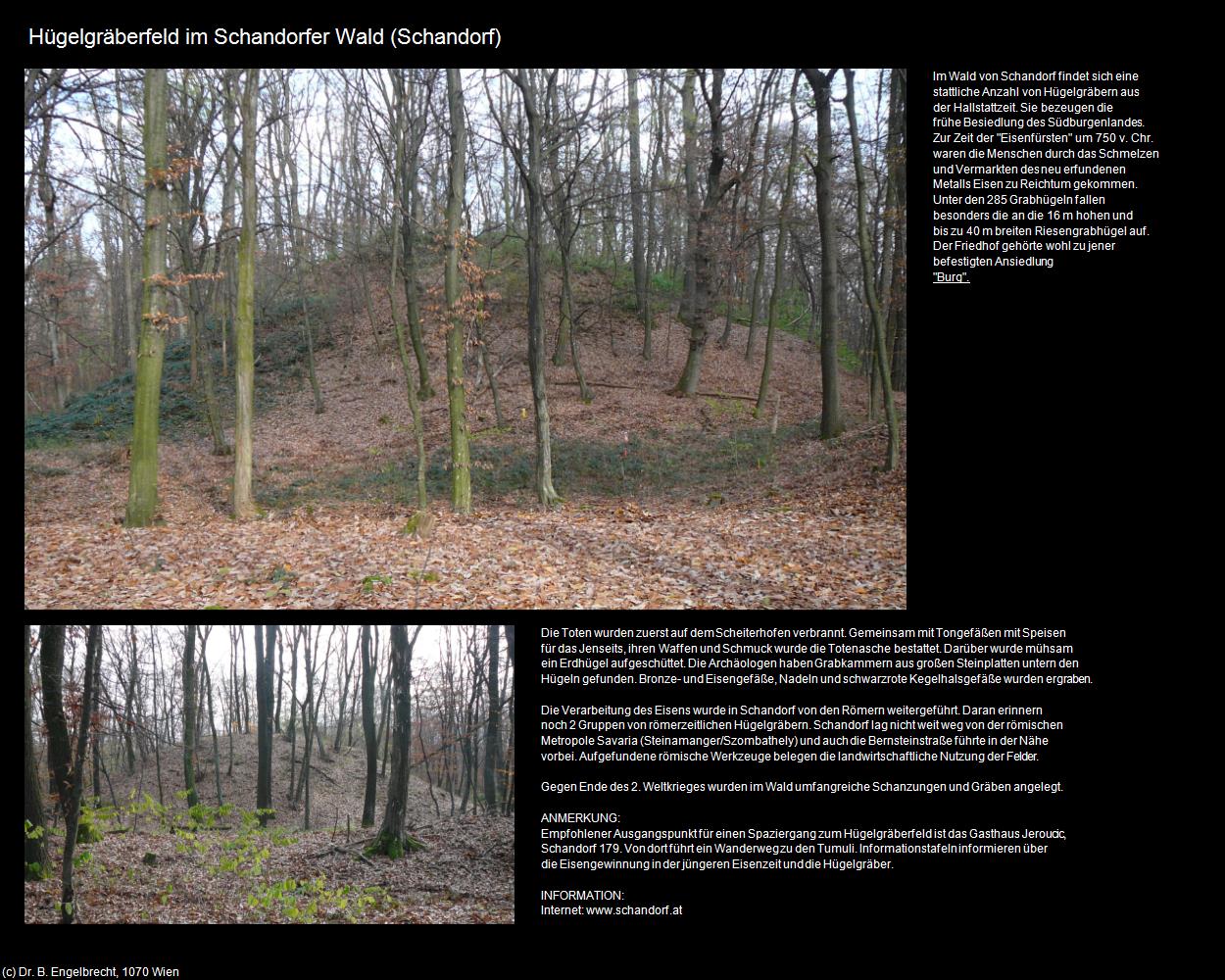 Hügelgräberfeld im Schandorfer Wald  (Schandorf) in Kulturatlas-BURGENLAND(c)B.Engelbrecht