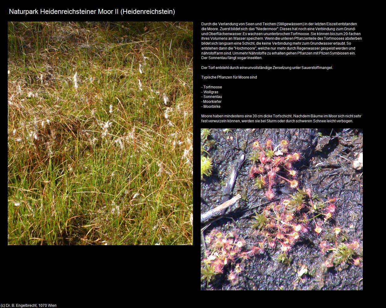 Naturpark Heidenreichsteiner Moor II (Heidenreichstein) in Kulturatlas-NIEDERÖSTERREICH