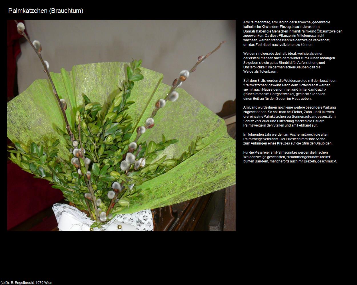 Palmkätzchen (Stiefern/Schönberg am Kamp) in Kulturatlas-NIEDERÖSTERREICH