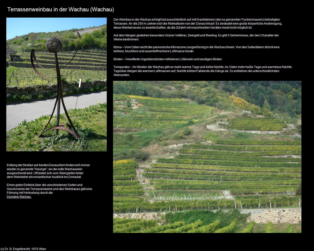 Terrassenweinbau in der Wachau  (Wachau) in Kulturatlas-NIEDERÖSTERREICH(c)B.Engelbrecht