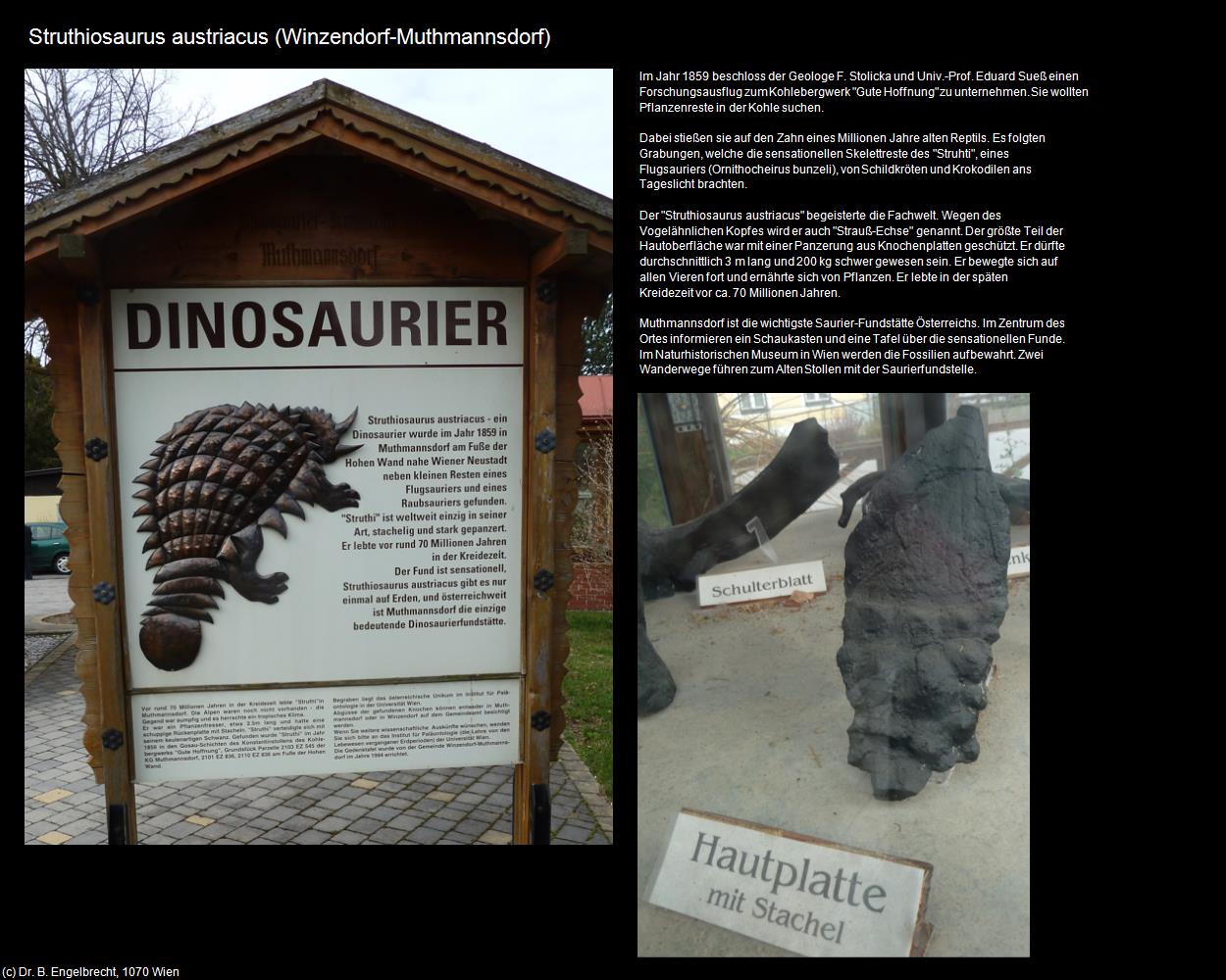 Struthiosaurus austriacus (Muthmannsdorf) (Winzendorf-Muthmannsdorf) in Kulturatlas-NIEDERÖSTERREICH