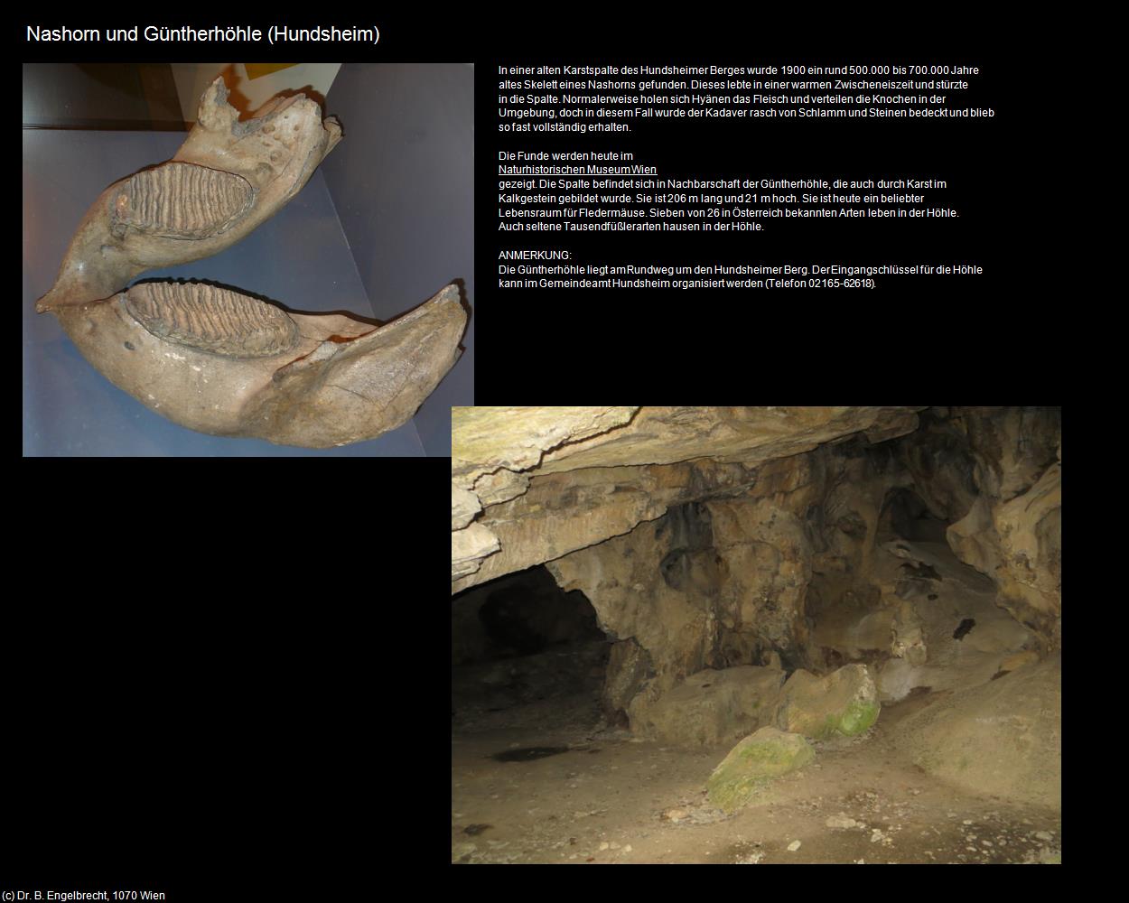 Nashorn und Güntherhöhle (Hundsheim) in Kulturatlas-NIEDERÖSTERREICH(c)B.Engelbrecht