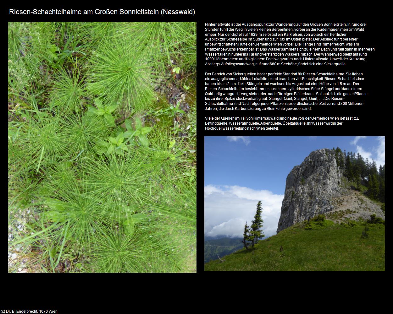 Riesen-Schachtelhalme am Großen Sonnleitstein   (Naßwald) in Kulturatlas-NIEDERÖSTERREICH