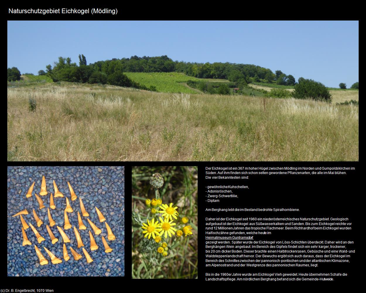 Natuschutzgebiet Eichkogel (Mödling) in Kulturatlas-NIEDERÖSTERREICH(c)B.Engelbrecht