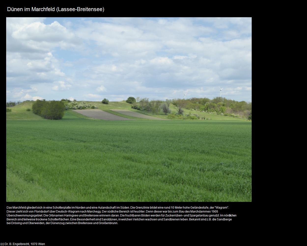 Dünen im Marchfeld (Lassee) in Kulturatlas-NIEDERÖSTERREICH