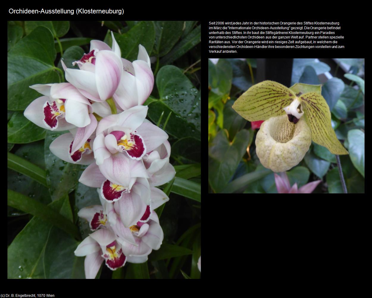 Orchideen-Ausstellung (Klosterneuburg) in Kulturatlas-NIEDERÖSTERREICH