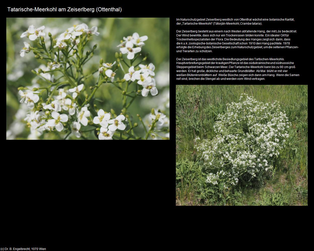 Tatarische-Meerkohl am Zeiserlberg (Ottenthal) in Kulturatlas-NIEDERÖSTERREICH