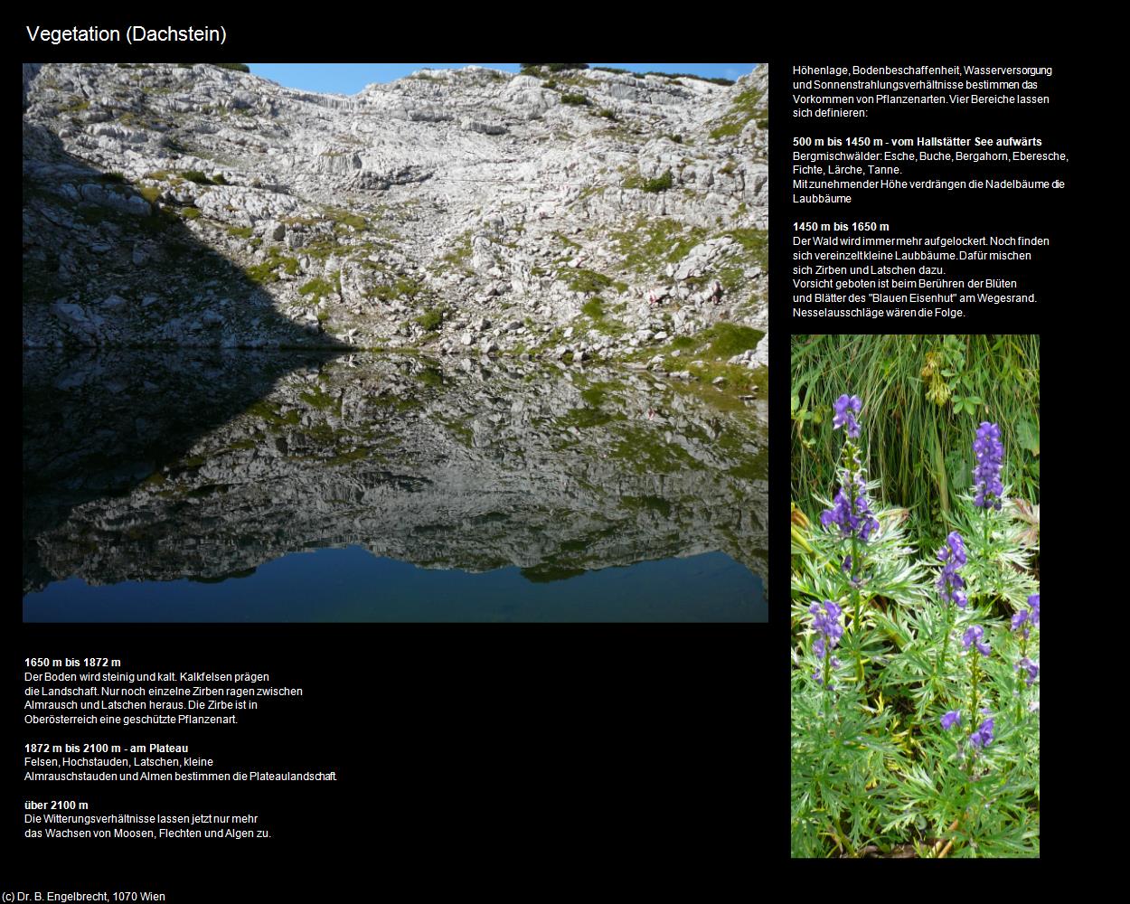 Vegetation (Dachstein) in Kulturatlas-OBERÖSTERREICH