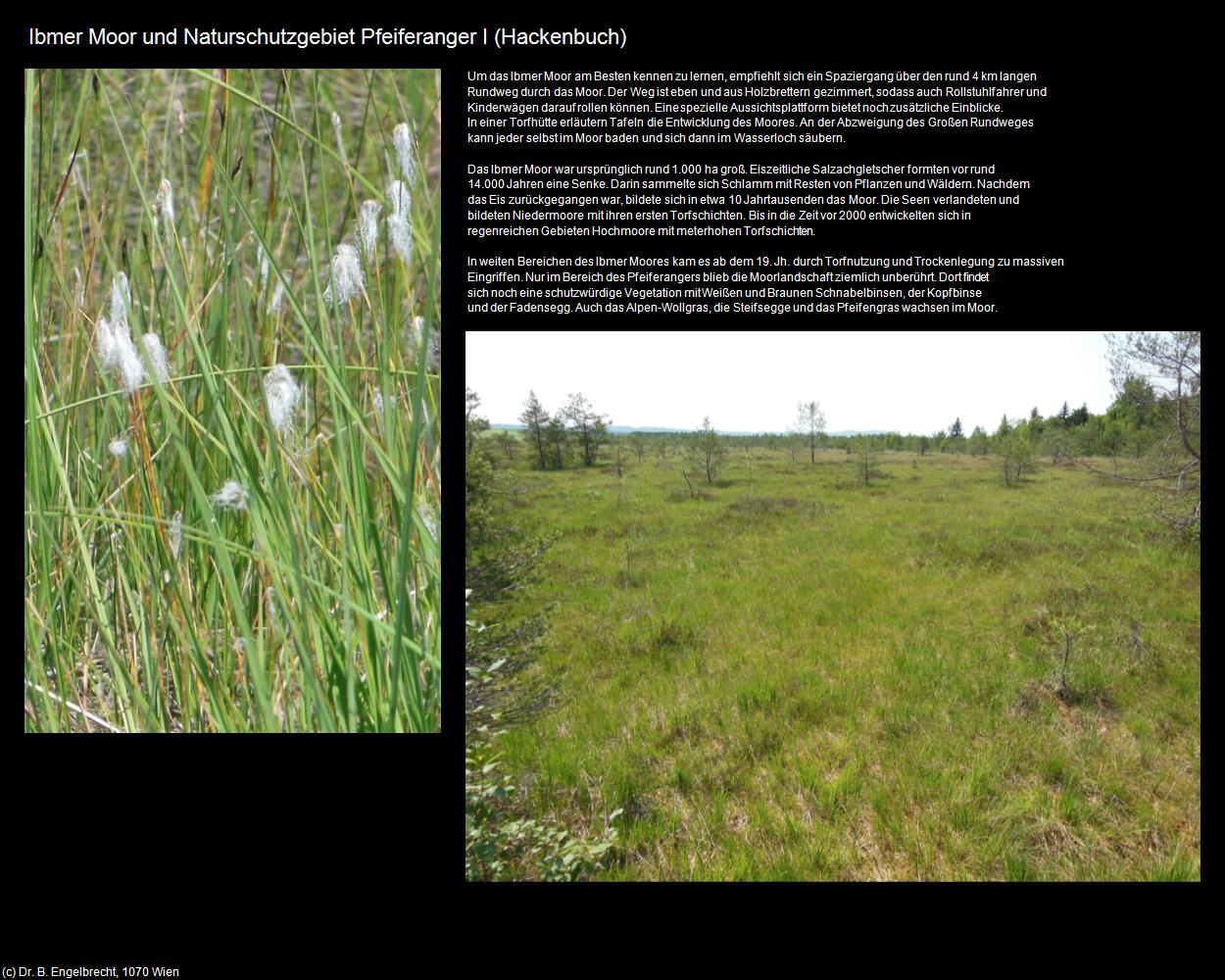 Ibmer Moor und Naturschutzgebiet Pfeiferanger I (Eggelsberg) in Kulturatlas-OBERÖSTERREICH