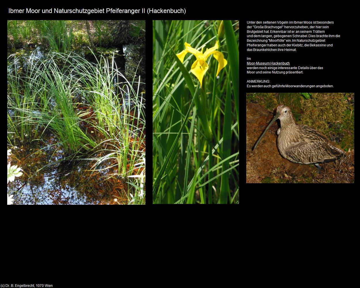 Ibmer Moor und Naturschutzgebiet Pfeiferanger II (Eggelsberg) in Kulturatlas-OBERÖSTERREICH(c)B.Engelbrecht
