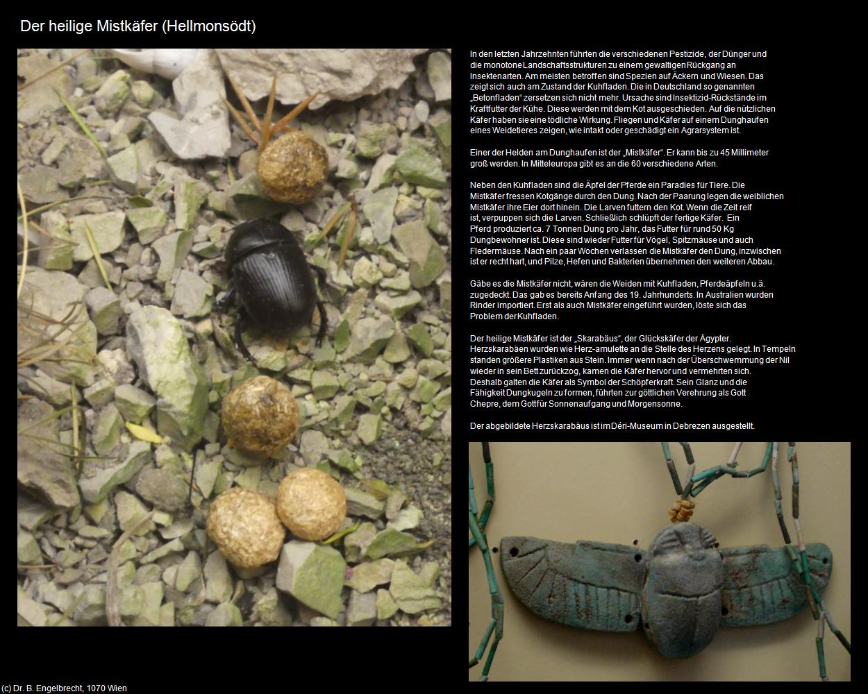 Der heiliger Mistkäfer (Hellmonsödt) in Kulturatlas-OBERÖSTERREICH