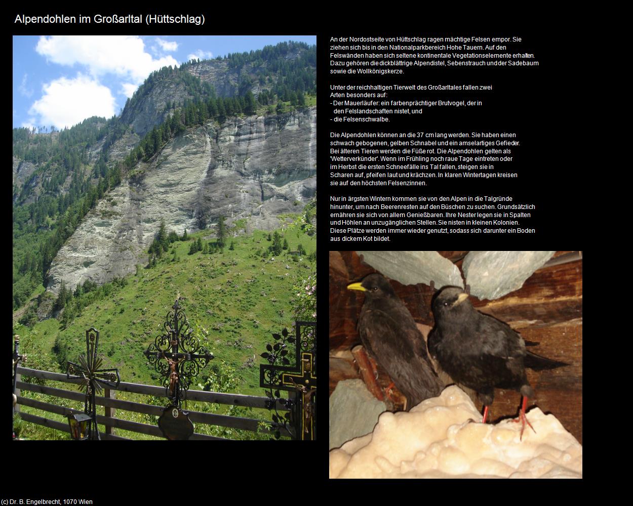 Alpendohlen im Großarltal (Hüttschlag) in Kulturatlas-SALZBURG