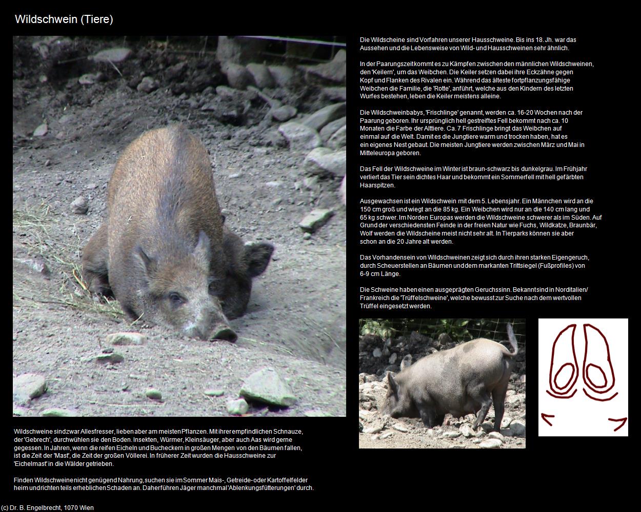 Wildschweine (Ferleiten an der Glocknerstraße) in Kulturatlas-SALZBURG