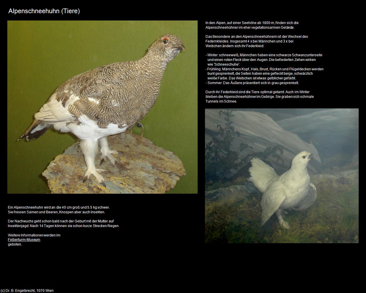 Alpenschneehuhn (Hohe Tauern) in Kulturatlas-SALZBURG(c)B.Engelbrecht