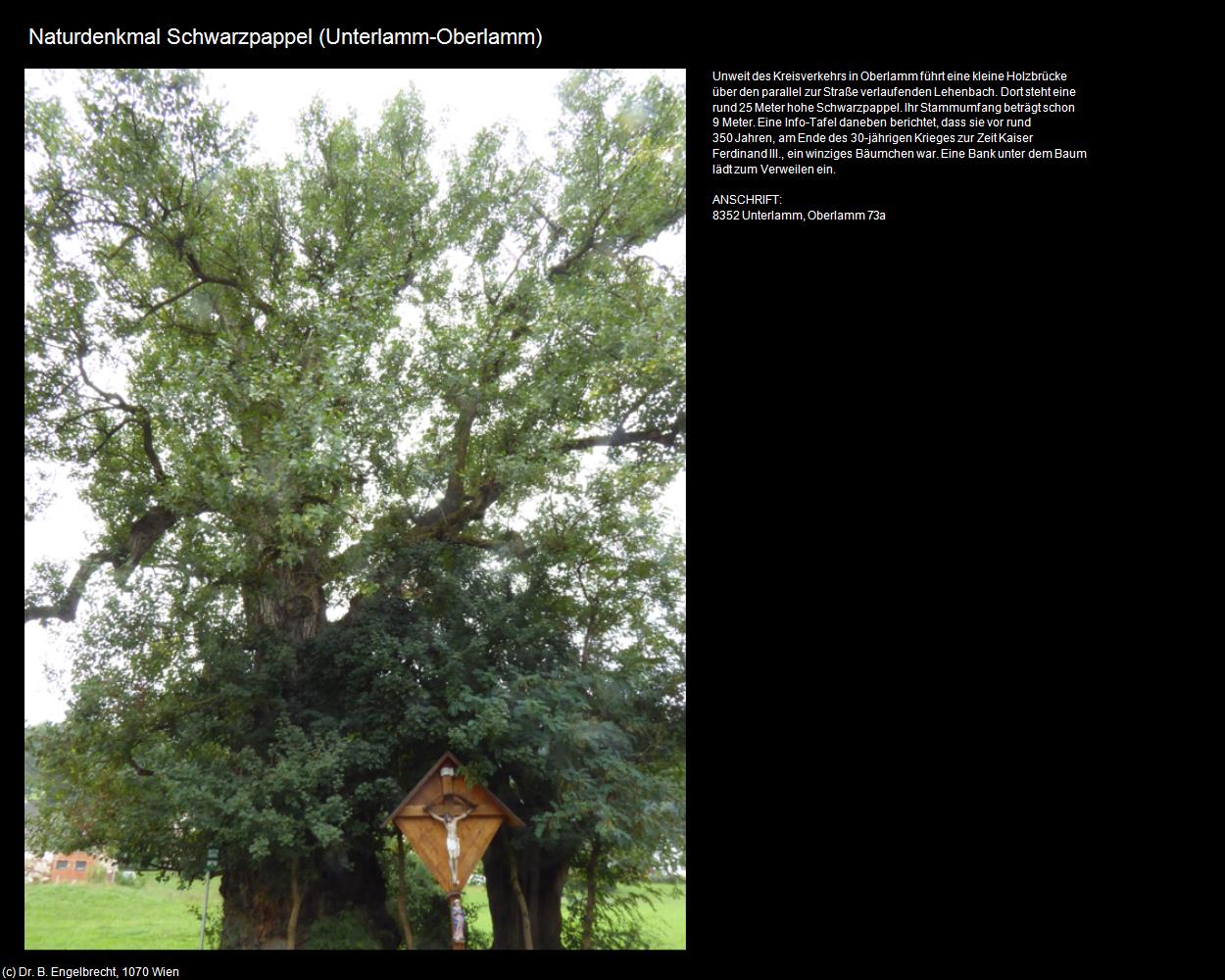 Naturdenkmal Schwarzpappel (Oberlamm) (Unterlamm) in Kulturatlas-STEIERMARK