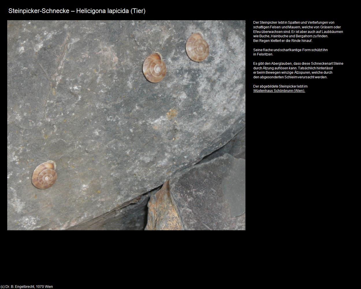 Steinpicker-Schnecke  (Kufstein) in Kulturatlas-TIROL(c)B.Engelbrecht