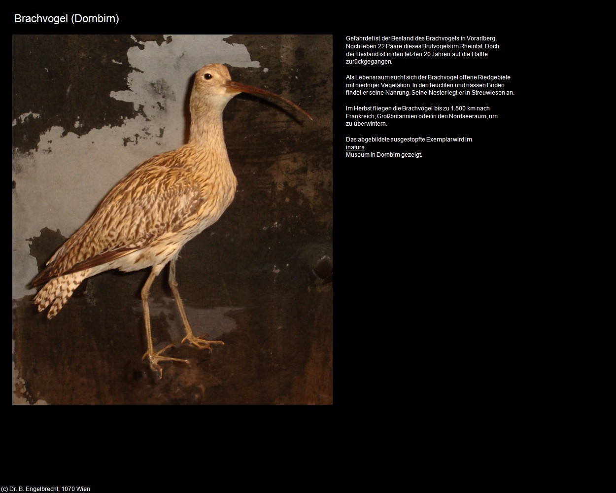 Brachvogel (Rheintal) in Kulturatlas-VORARLBERG(c)B.Engelbrecht