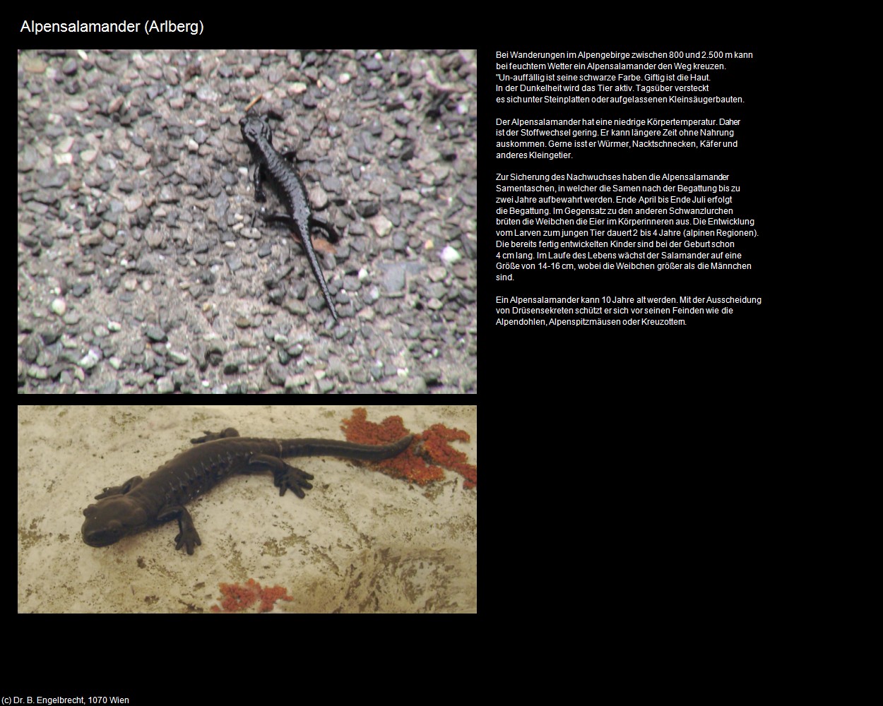 Alpensalamander (Arlberg/Klösterle) in Kulturatlas-VORARLBERG