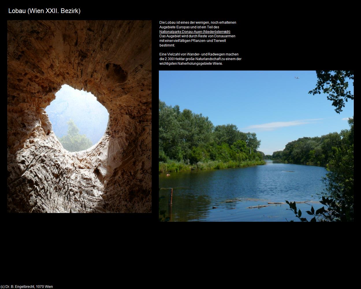 Lobau (XXII. Bezirk-Donaustadt) in Kulturatlas-WIEN(c)B.Engelbrecht