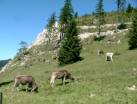 K&uuml;he  (Bad Hindelang im Allg&auml;u)