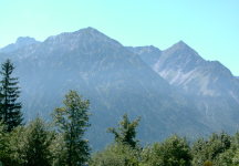 K&uuml;he  (Bad Hindelang im Allg&auml;u)