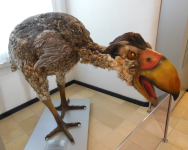 Jura-Museum (Eichst&auml;tt)