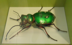 Moorerlebnis Kendlm&uuml;hlfilze II (Grassau)