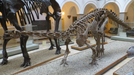 Pal&auml;ontologisches Museum (M&uuml;nchen)