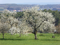 Kalchreuther Kirschg&auml;rten (Kalchreuth)