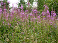 Naturpark bayrische Rh&ouml;n I (Gersfeld)