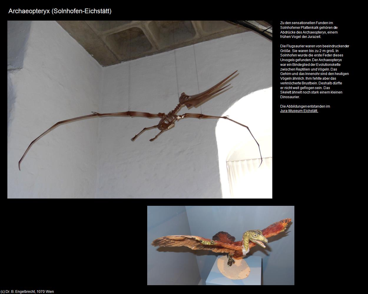 Archaeopteryx (Eichstätt) in Kulturatlas-BAYERN(c)B.Engelbrecht