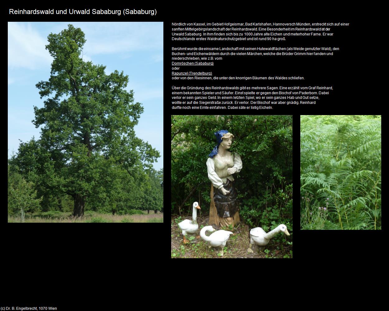 Reinhardswald und Urwald Sababurg  (Sababurg) in Kulturatlas-HESSEN(c)B.Engelbrecht