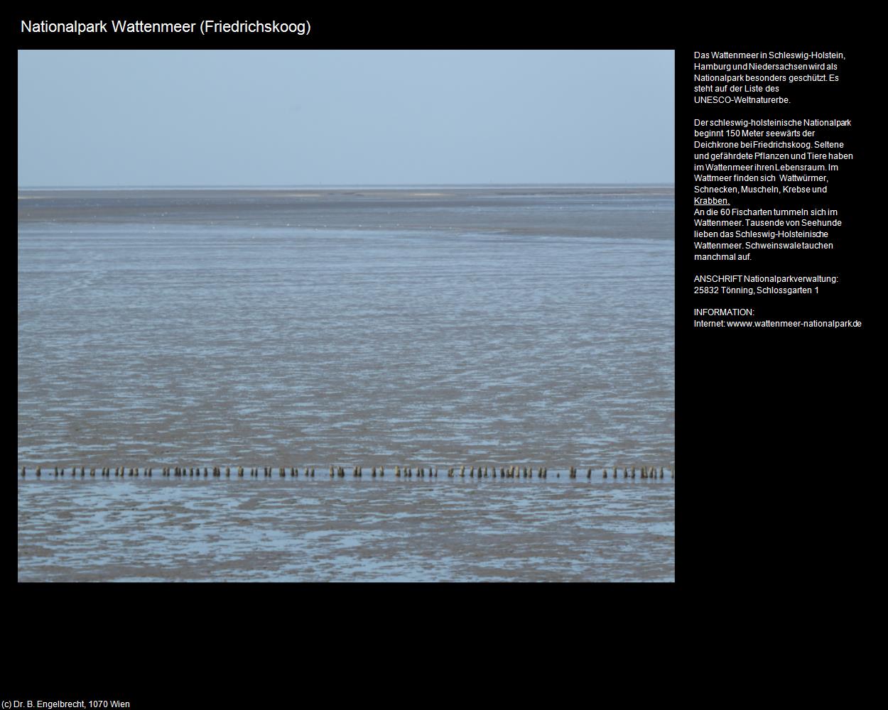 Nationalpark Wattenmeer (Friedrichskoog (DEU-SH)) in Kulturatlas-NORDDEUTSCHLAND(c)B.Engelbrecht
