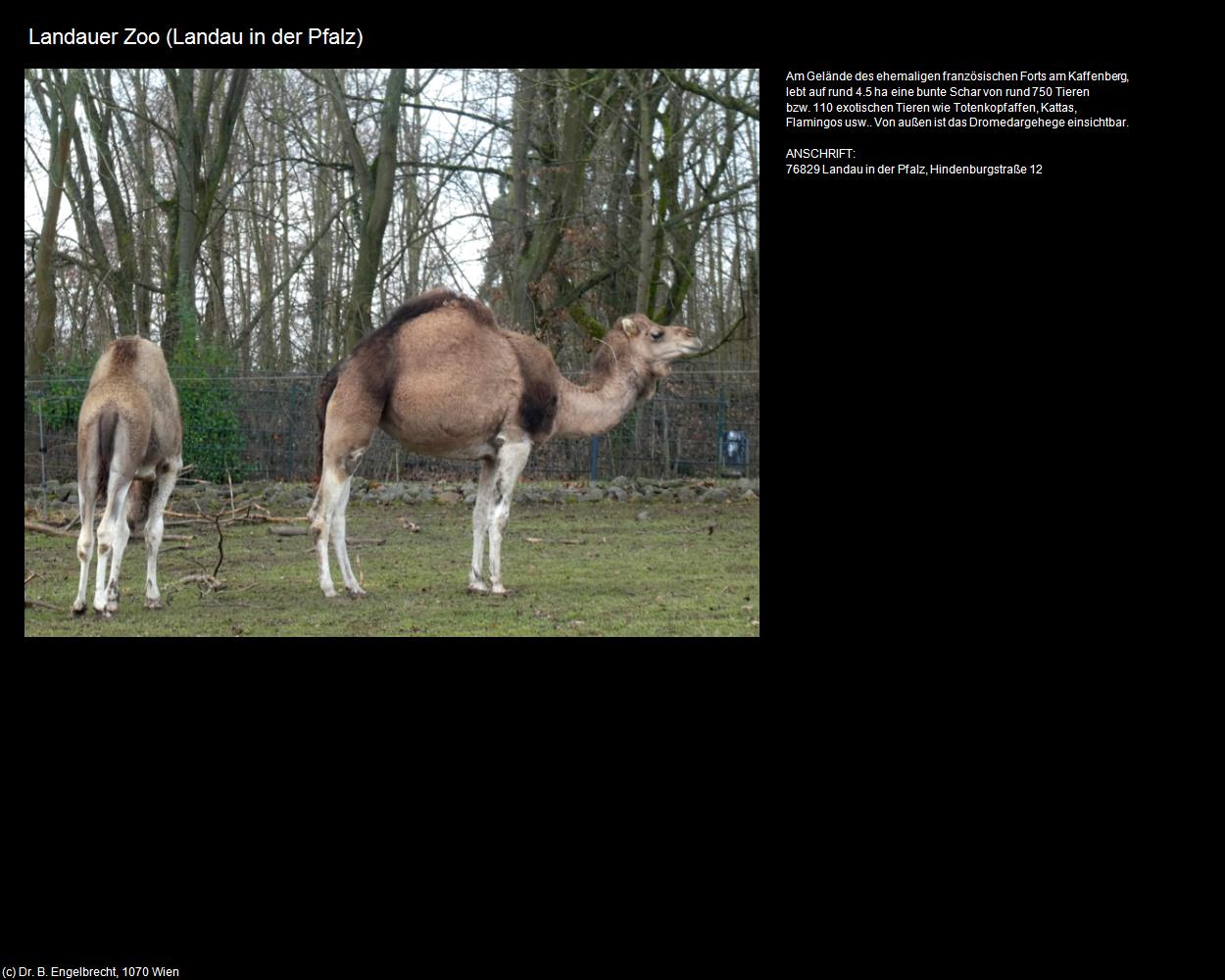 Landauer Zoo (Landau in der Pfalz (DEU-RP)) in RHEINLAND-PFALZ und SAARLAND