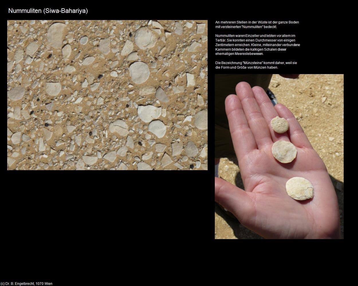 Nummuliten (Siwa-Bahariya, Westliche Wüste) in Kulturatlas-ÄGYPTEN