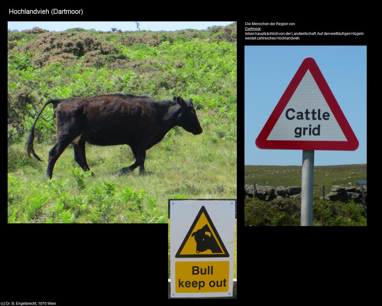 Hochlandvieh  (Dartmoor, England) in Kulturatlas-ENGLAND und WALES(c)B.Engelbrecht