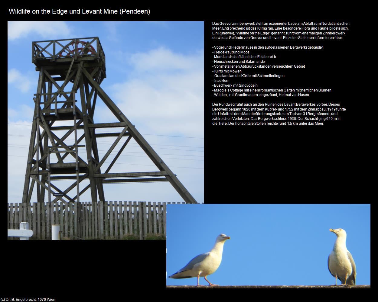 Wildlife on the Edge und Levant Mine (Pendeen, England ) in Kulturatlas-ENGLAND und WALES
