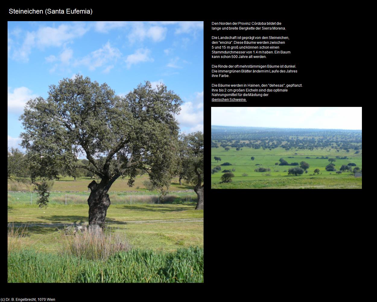 Bäume (Santa Eufemia) in Kulturatlas-SPANIEN-ANDALUSIEN(c)B.Engelbrecht