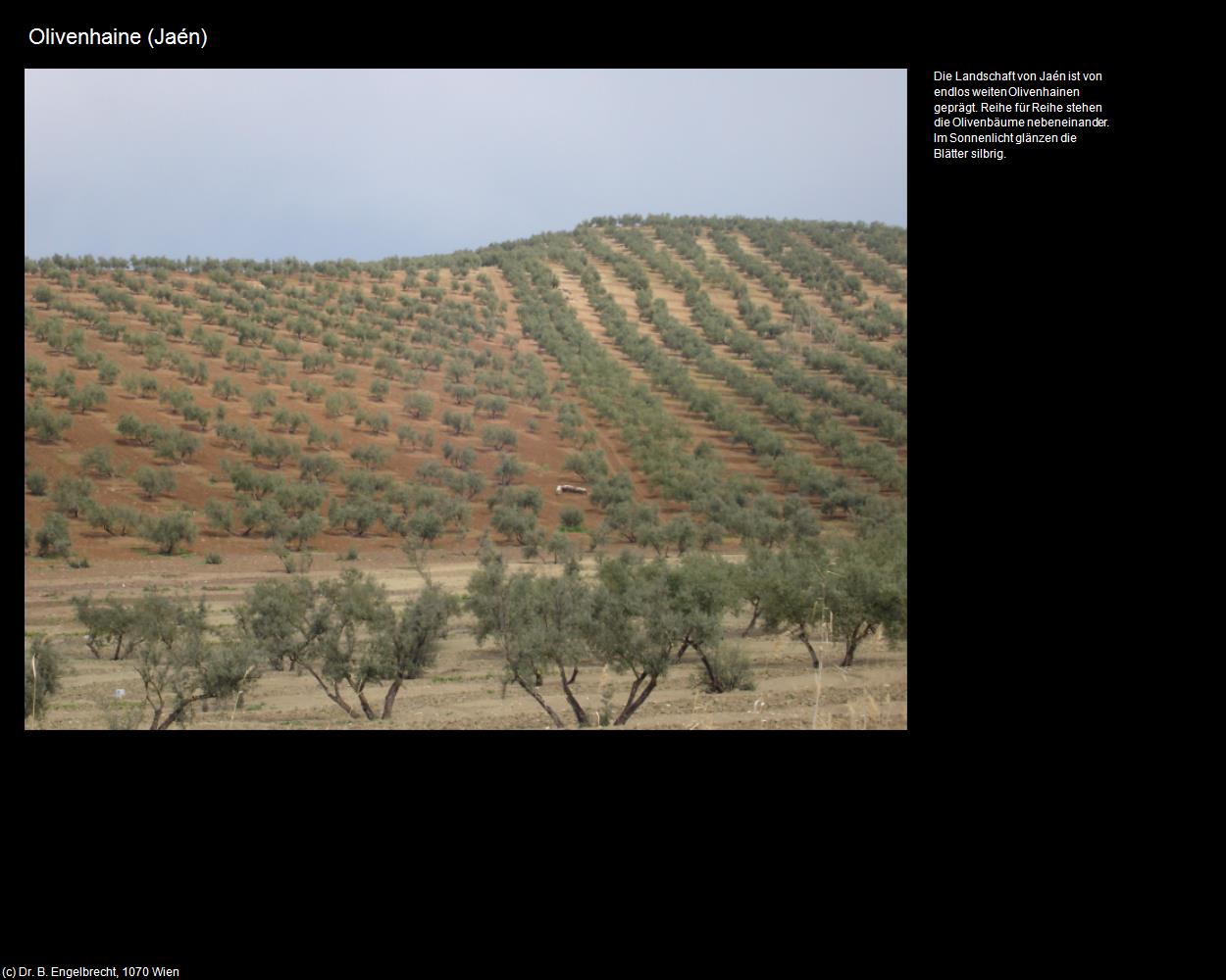Olivenhaine  (Jaén) in Kulturatlas-SPANIEN-ANDALUSIEN