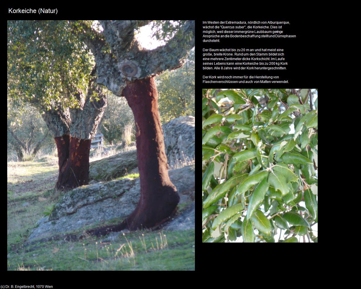 Korkeiche (Alburquerque) in EXTREMADURA