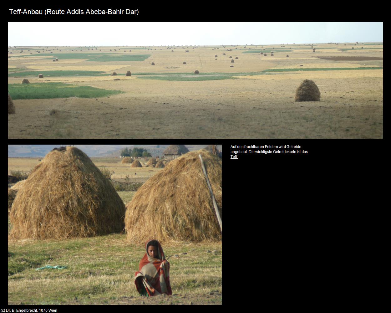 Teff-Anbau (Route Addis Abeba-Bar Dahir) in Äthiopien(c)B.Engelbrecht