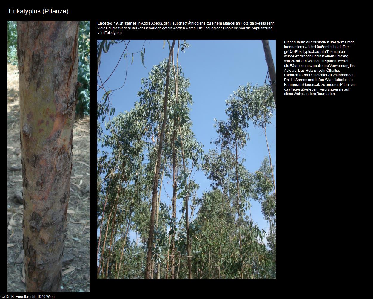 Eukalyptus (+Allgemein) in Äthiopien