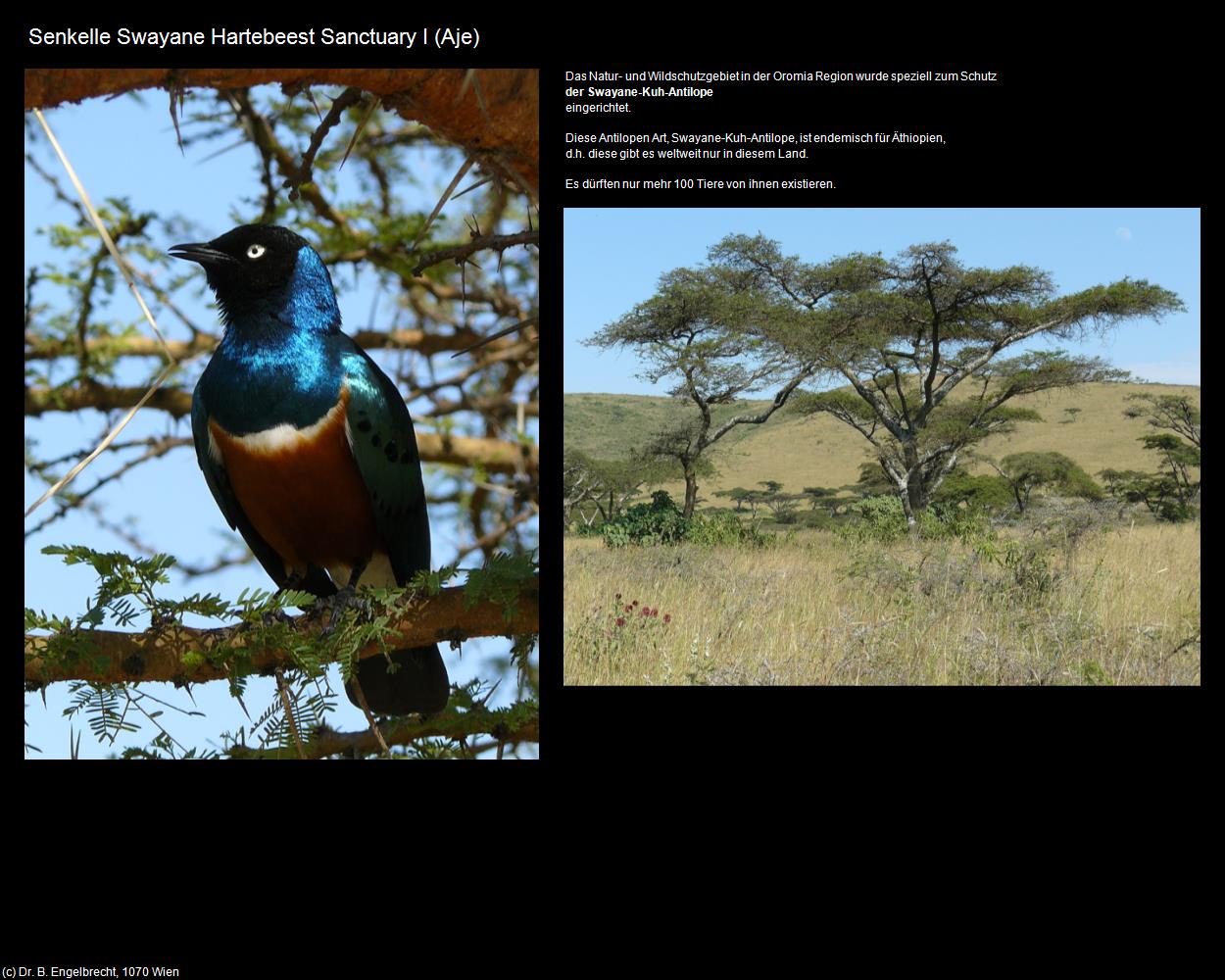 Senkelle Swayane Hartebeest Sanctuary I (Aje) in Äthiopien