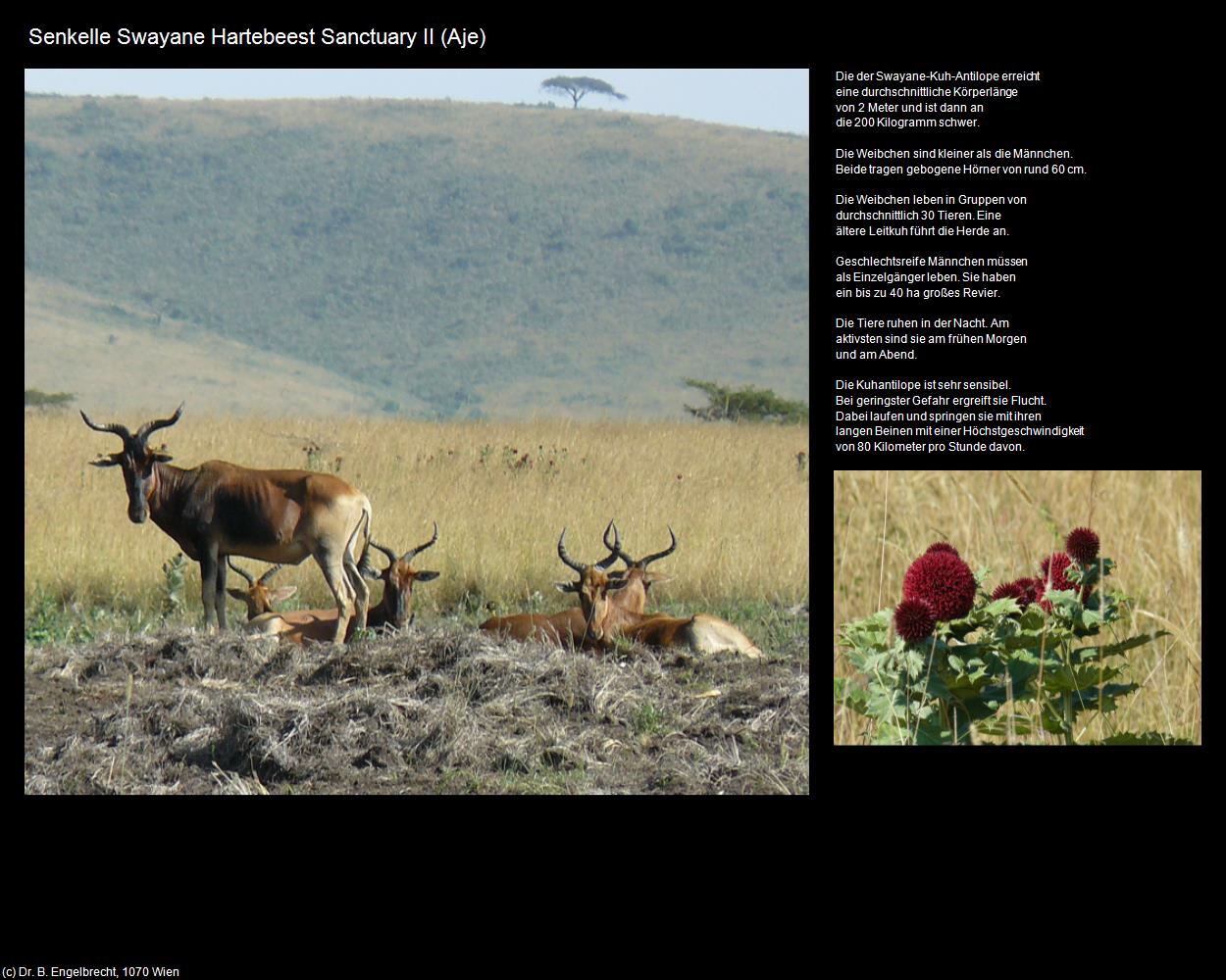 Senkelle Swayane Hartebeest Sanctuary II (Aje) in Äthiopien