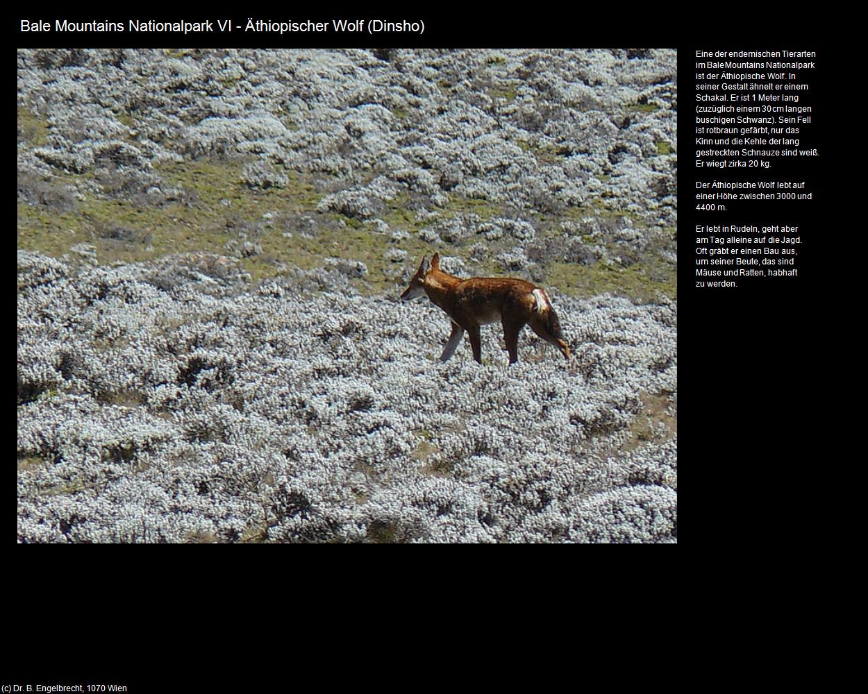 Äthiopische Wolf  (Dinsho) in Äthiopien