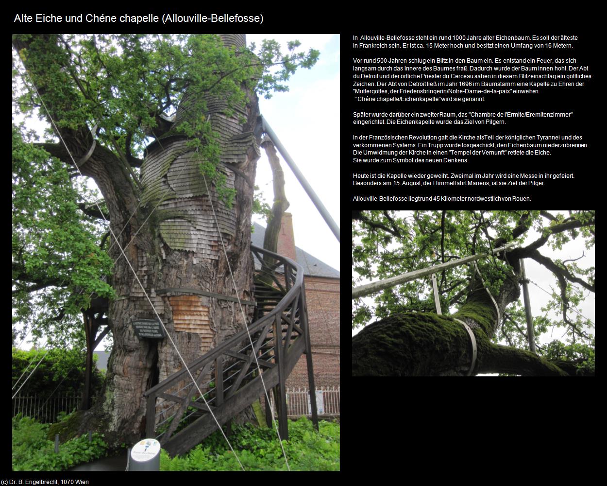 Alte Eiche und Chéne chapelle (Allouville-Bellefosse (FR-NOR)) in Kulturatlas-FRANKREICH