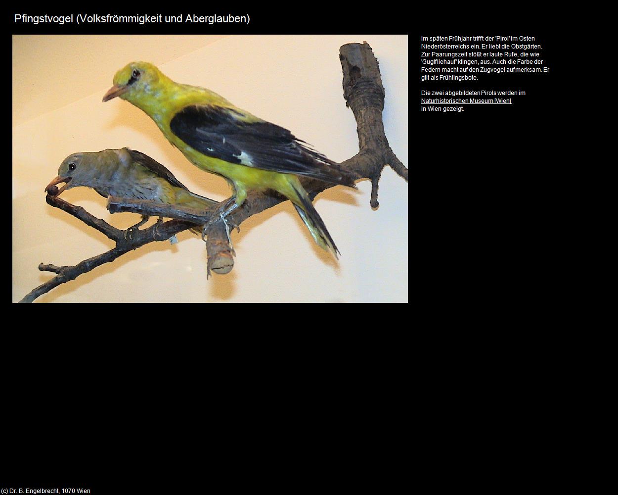 Pfingstvogel (Volksfrömmigkeit und Aberglauben) in Leben-und-Arbeiten-einst(c)B.Engelbrecht